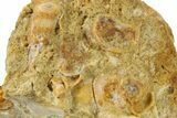 Fossil Gastropods In Limestone - Texas #286605-1